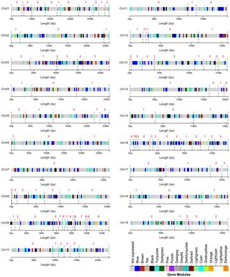 A systems genetic analysis identifies putative mechanisms and candidate genes regulating vessel traits in poplar wood